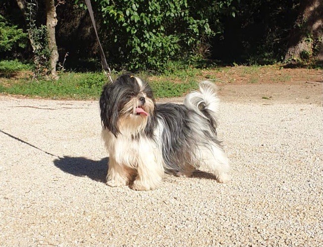 Les Shih Tzu de l'affixe Des Legendes Du Sud