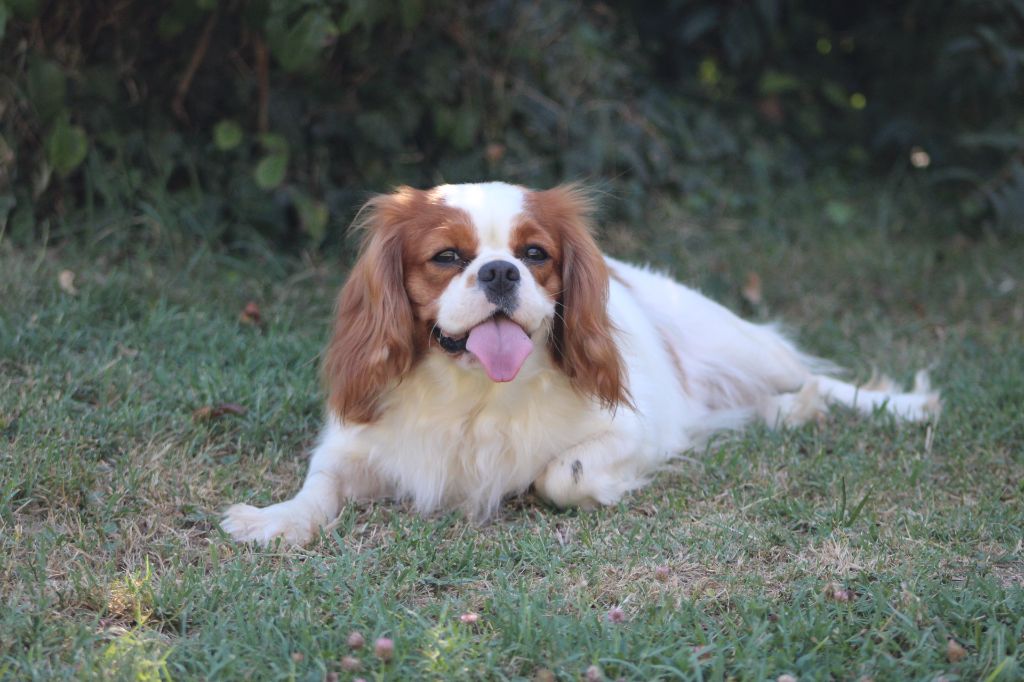 Les Cavalier King Charles Spaniel de l'affixe Des Legendes Du Sud