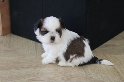 Des Legendes Du Sud - Shih Tzu - Portée née le 25/11/2024