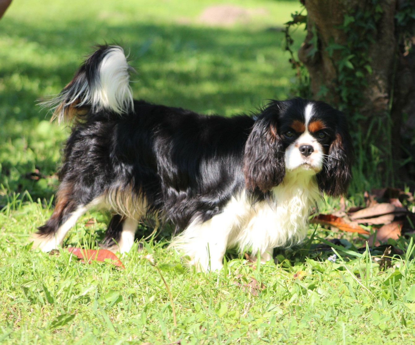 Vaillant Reiven de la maison du ryez