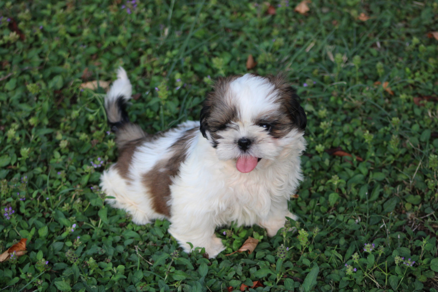 Des Legendes Du Sud - Chiots disponibles - Shih Tzu