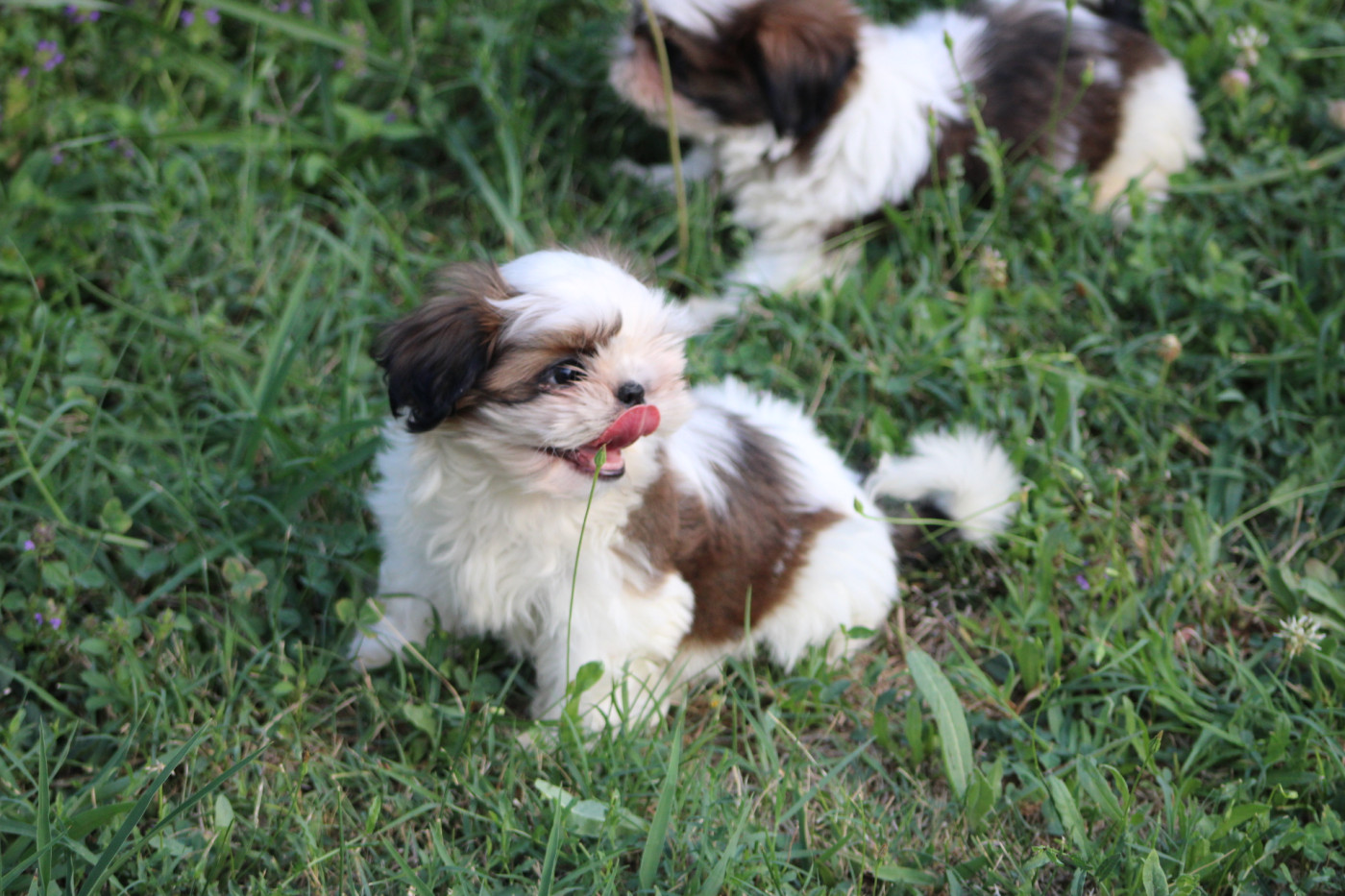 Des Legendes Du Sud - Chiots disponibles - Shih Tzu