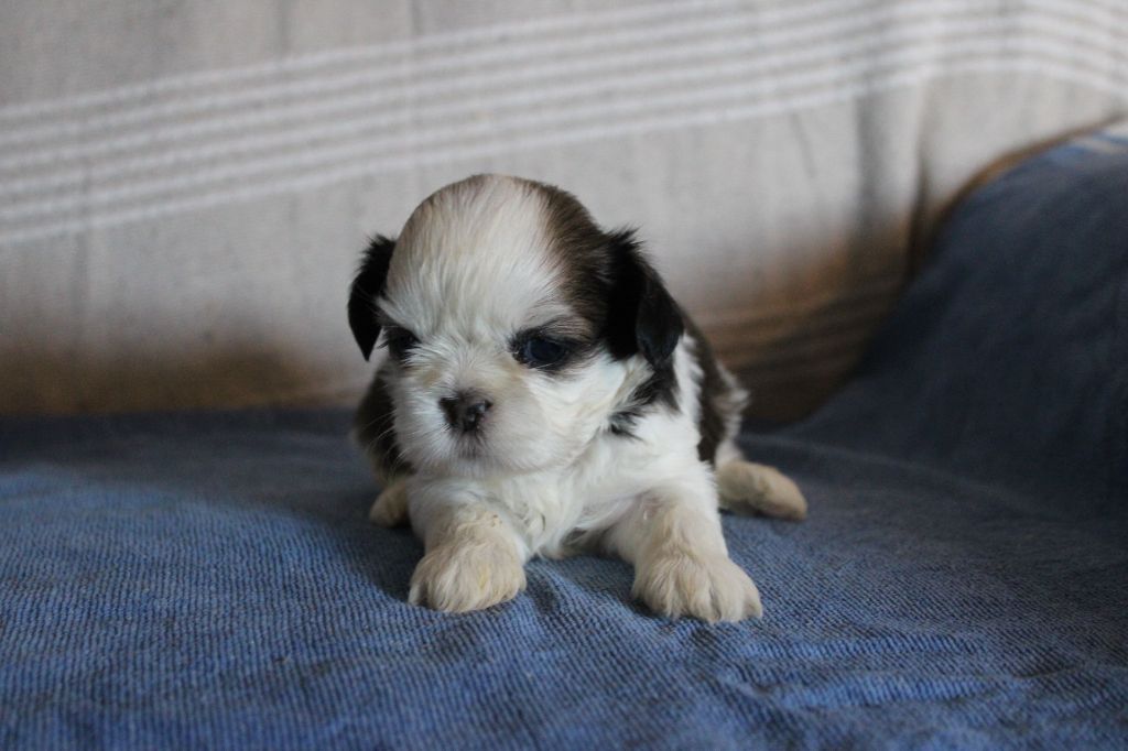 Des Legendes Du Sud - Chiots disponibles - Shih Tzu