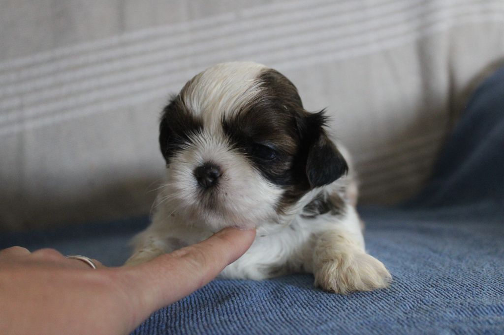 Des Legendes Du Sud - Chiots disponibles - Shih Tzu
