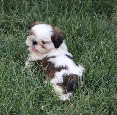 Chiot N°2