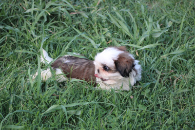 Chiot N°3