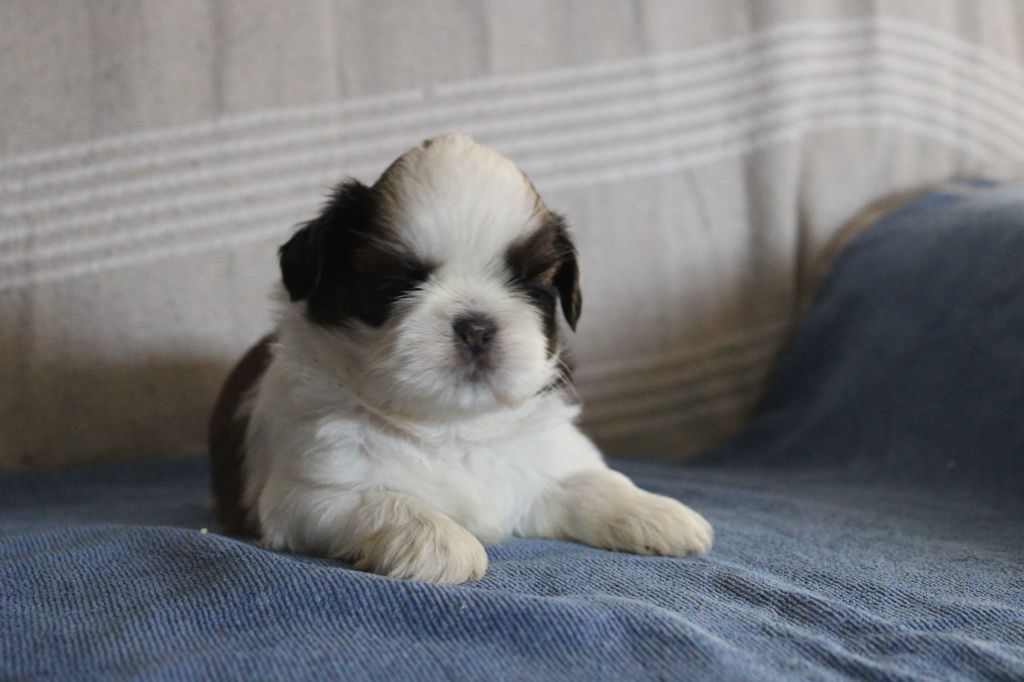 Des Legendes Du Sud - Chiots disponibles - Shih Tzu