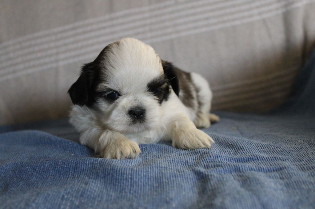 Des Legendes Du Sud - Chiots disponibles - Shih Tzu