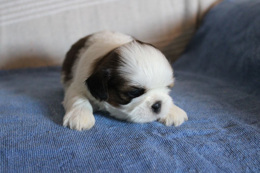 Des Legendes Du Sud - Chiots disponibles - Shih Tzu
